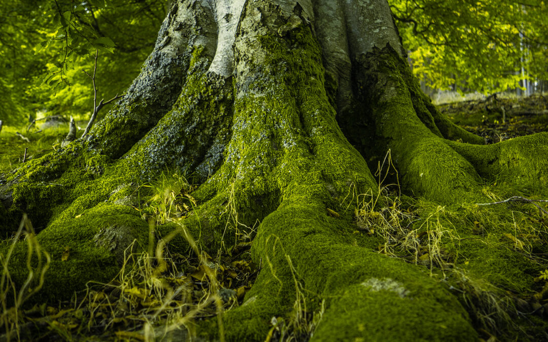 Embrace the Power of One Truth: Building a Strong Foundation for Success