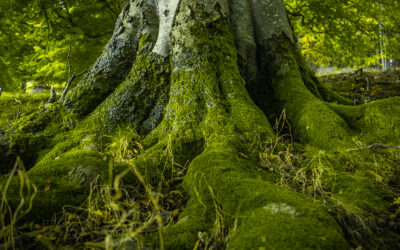Embrace the Power of One Truth: Building a Strong Foundation for Success